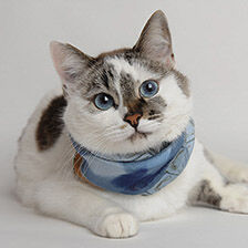 cat wearing bandana